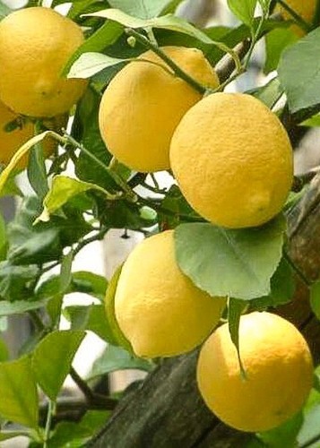 Pianta limone zagara - zagara, bianca