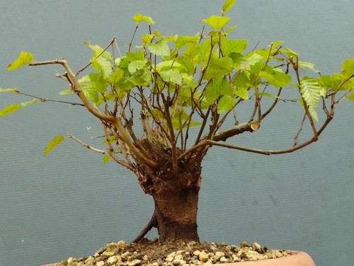 Pre bonsai carpino - bonsai,