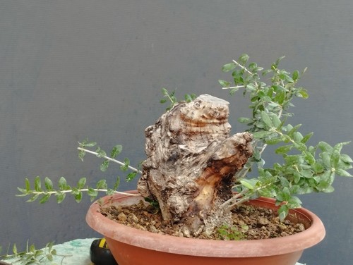 Bonsai olivastro 20x10cm - olivastro,