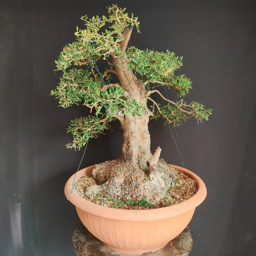 Pre bonsai esemplare di - esemplare,