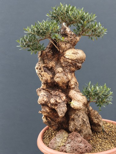 Pre bonsai olivastro - di,