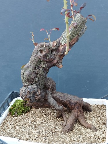 Pre bonsai rosa canina - di,