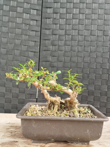 Pre bonsai lonicera pileata - pre,