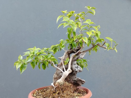 Bonsai bouganvillea 40x20cm - di,