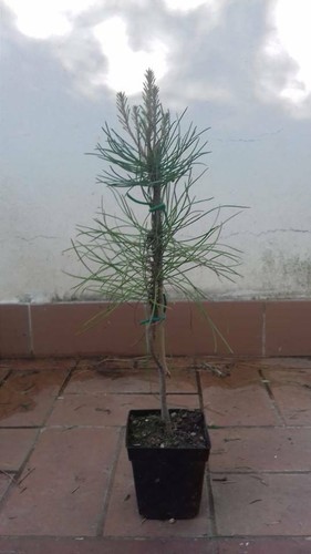 Pianta pinus pinaster 35 - 30, -35