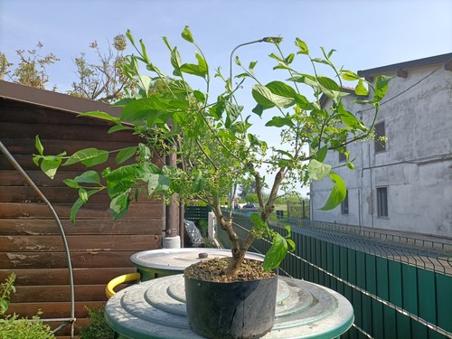 Prebonsai euonymus - prebonsai,