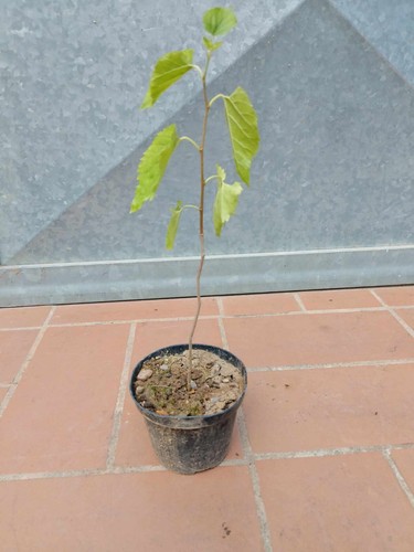 Pianta gelso nero vaso - pianta, in