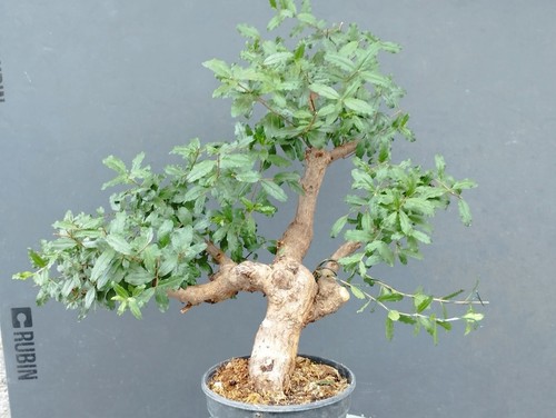Pre bonsai melograno - di,