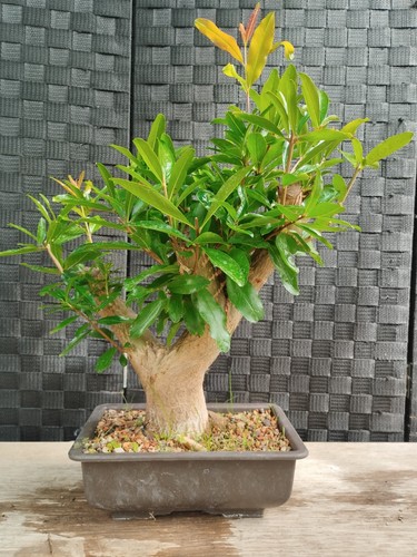 Bonsai punica granatum - di,