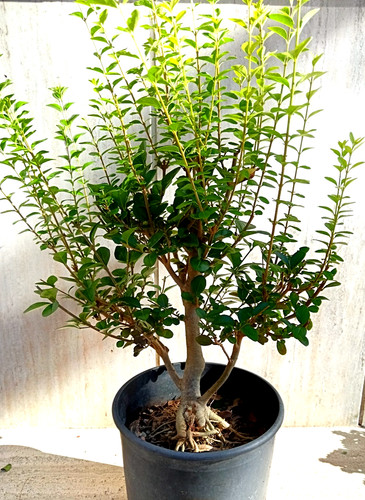 Bonsai prebonsai ligustro - bonsai,