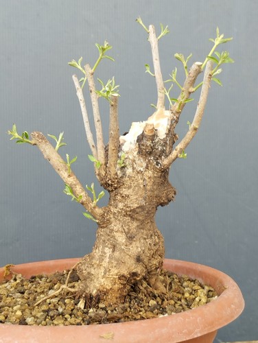 Bonsai olivastro 20x10cm - bonsai,