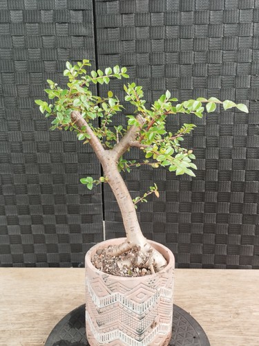 Pre bonsai cotoneaster kifu - bonsai,