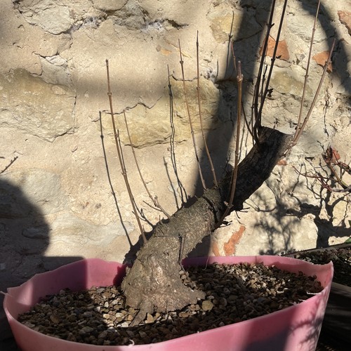 Acero campestre pre bonsai - acero,