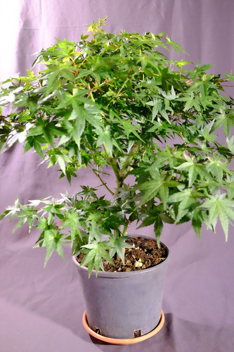 Bonsai prebonsai acero palmato - bonsai,