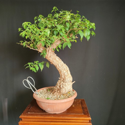 Pre bonsai esemplare - pre, di