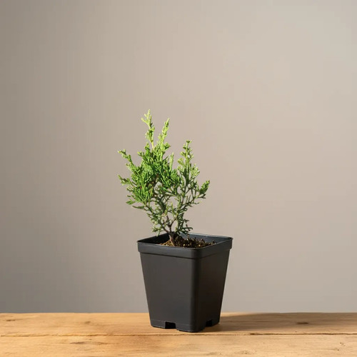 Itoigawa shimpaku rooted - shimpaku,