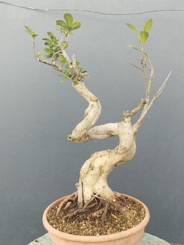 Pre bonsai ficus - di,