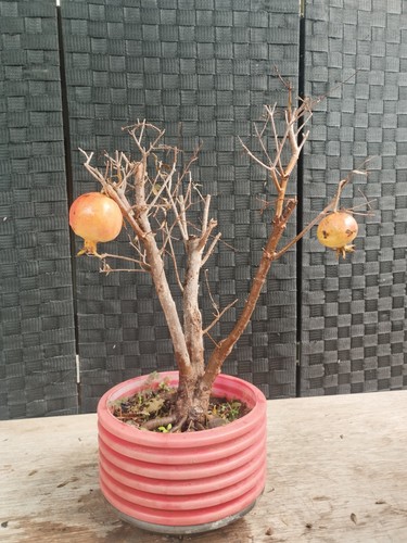 Pre bonsai punica granatum - pre,