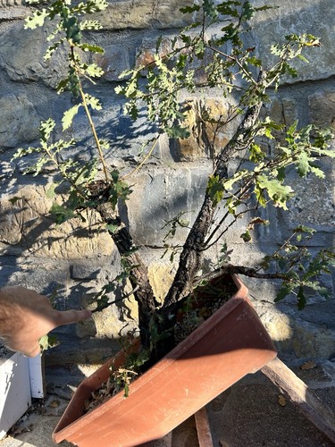 Pre bonsai quercia - pre-bonsai, yamadori
