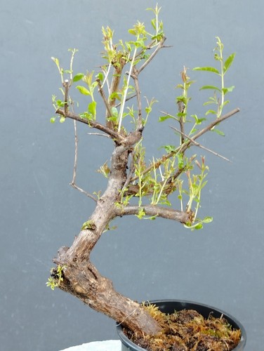 Pre bonsai melograno - di,