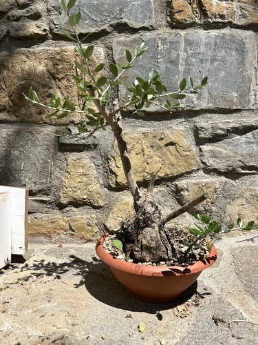 Pre bonsai olivo yamadori - olivo,