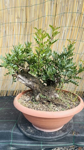 Pre bonsai lentisco - bonsai, di