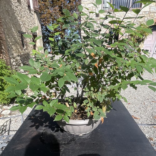 Pre bonsai boschetto zelkova - pre-bonsai,