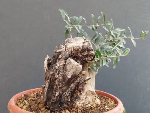 Bonsai olivastro 20x10cm - bonsai,