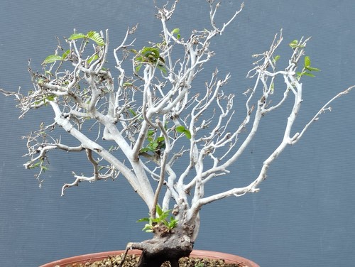 Bonsai carpino bianco 35x35cm - carpino,