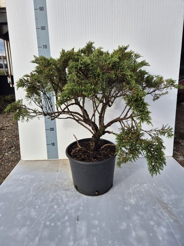 Pianta vera juniperus - di,