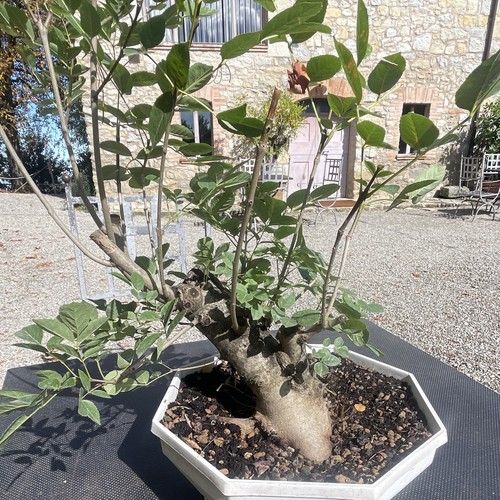Pre bonsai frassino - pre,