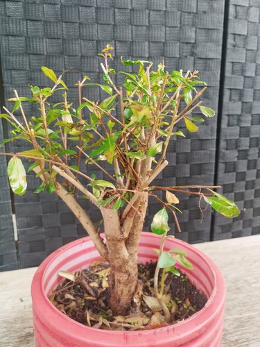 Pre bonsai punica - di,