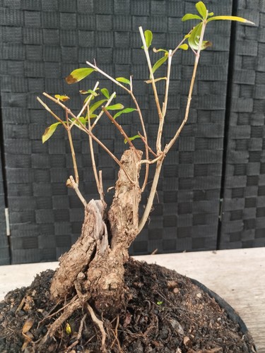 Pre bonsai punica granatum - pre,