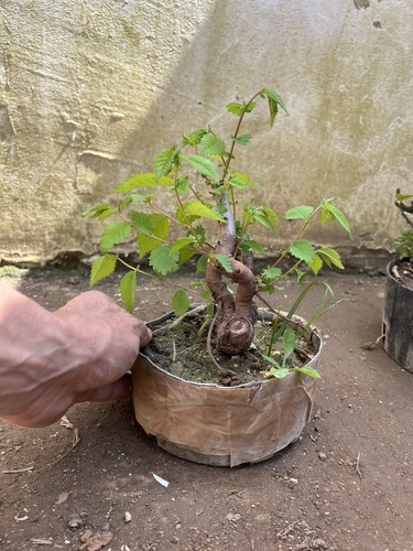 Bonsai olmo giapponese - giapponese,