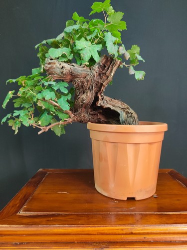 Pre bonsai vite - pre,