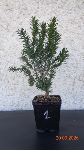 Taxus baccata tasso pre - tasso,