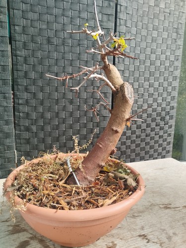 Pre bonsai acer campestre - di,