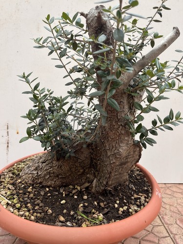 Pre bonsai olivastro - bonsai,
