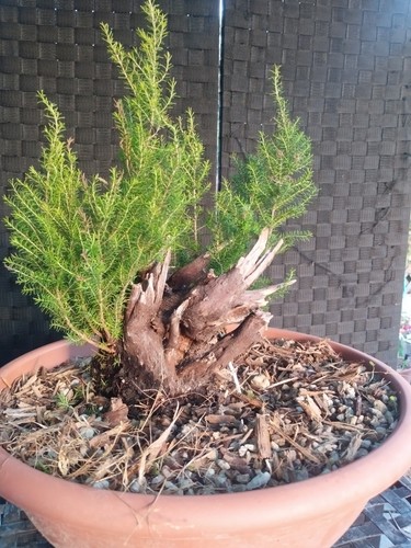 Pre bonsai erica arborea - pre,
