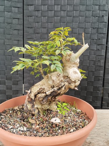 Pre bonsai fraxinus shohin - di,