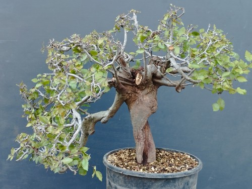 Bonsai carpino bianco - bonsai, 30x20cm
