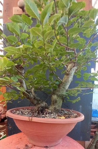 Prebonsai olmo pumila - olmo,
