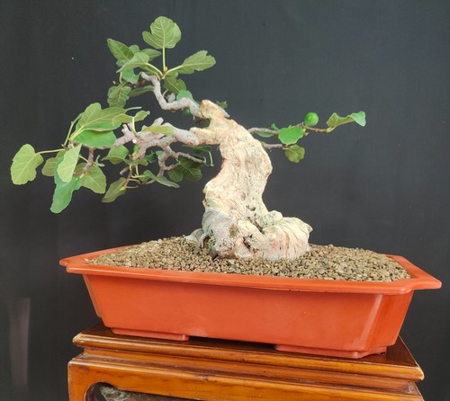 Bonsai fico frutto - fico, da