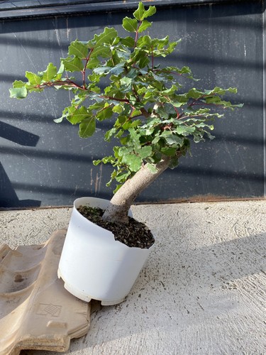 Pre bonsai carrubo - pre-bonsai,