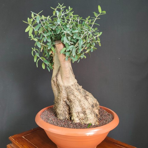 Pre bonsai olivastro - pre,