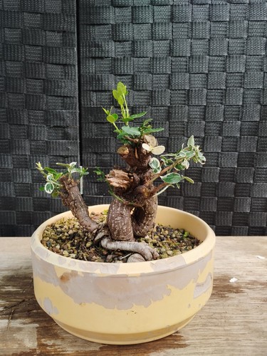 Pre bonsai euonymus - di,
