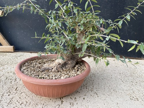 Pre bonsai olivastro - bonsai, di