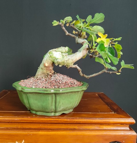 Bonsai shoin fico - di,
