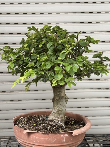 Olmo cinese bonsai - di,