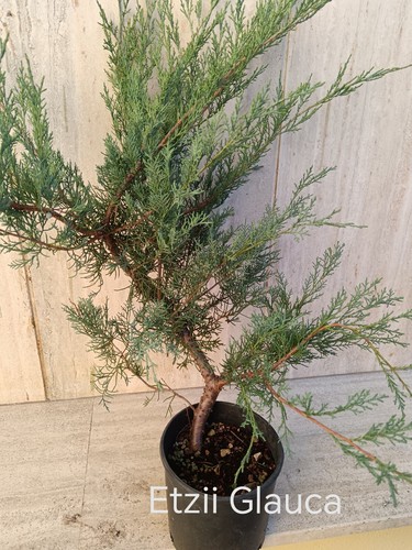 Svendita pre bonsai - svendita,